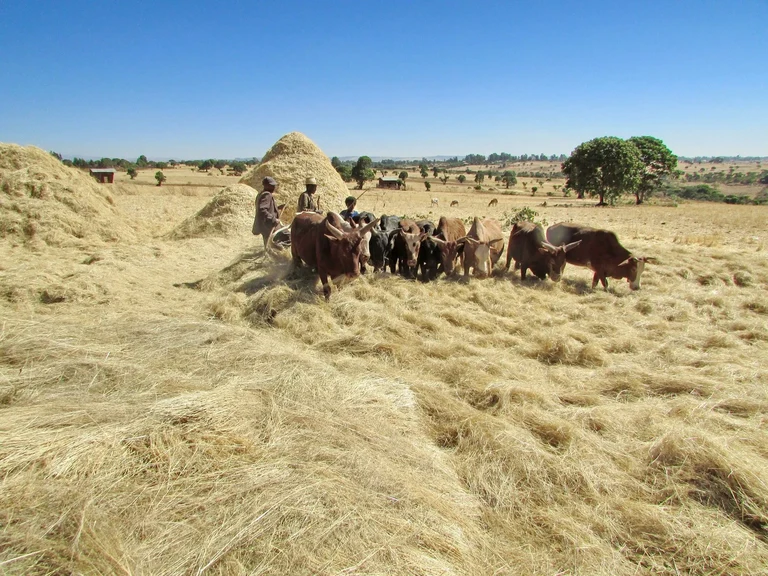 Tierprodukte wie Milch, Eier oder Fisch können das Risiko einer gravierenden Mangelernährung von Kindern in Afrika verringern.
