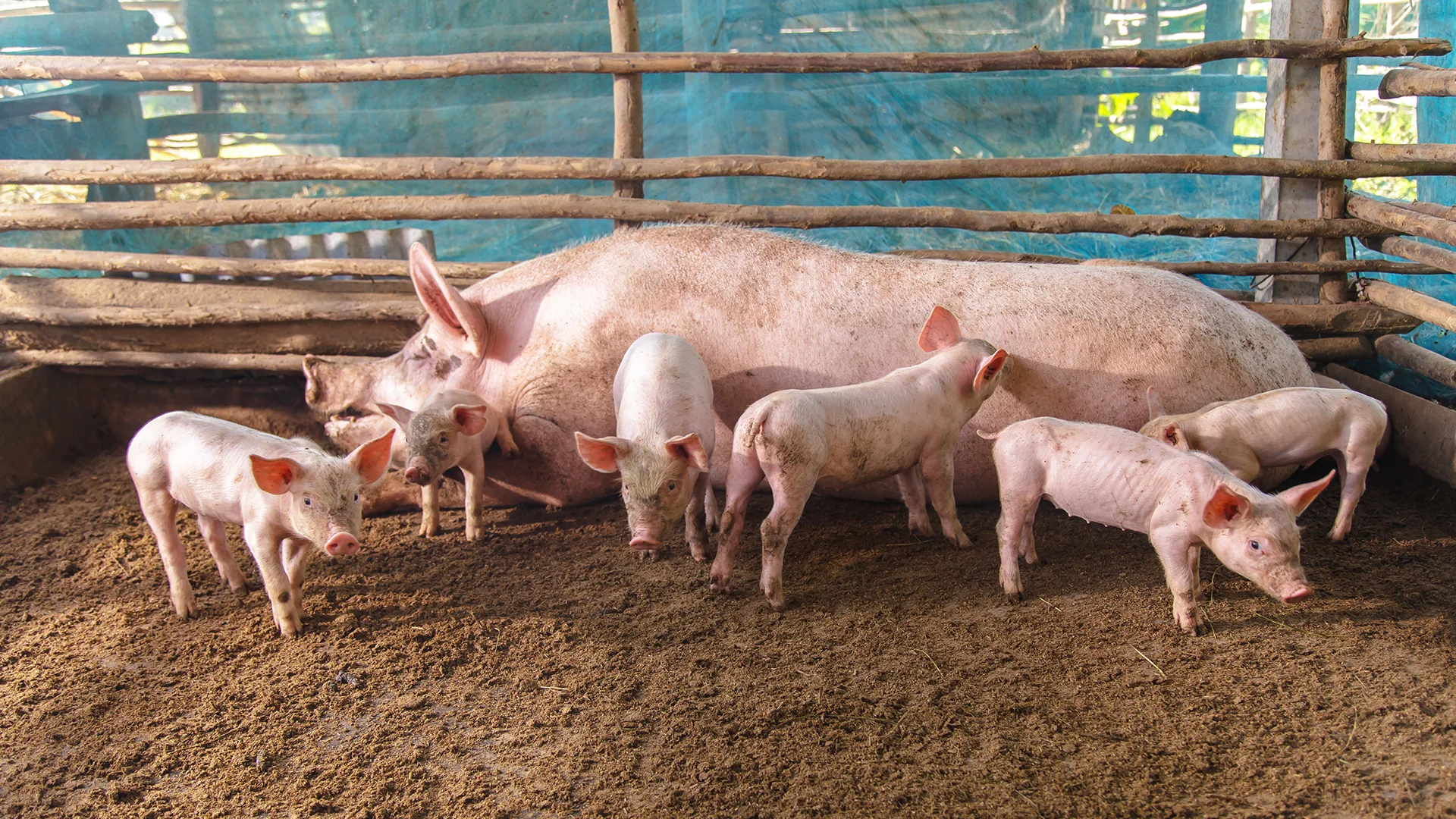 Im Schweinestall - Symbolfoto