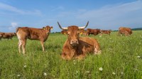 Limousin-Rinder auf dem Wiesengut