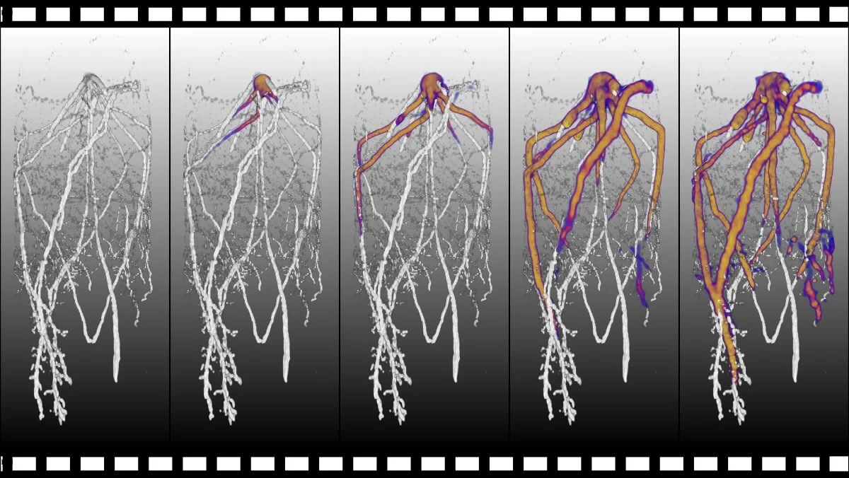 Wurzelstruktur einer drei Wochen alten, im Boden gewachsenen Maispflanze: - Die Wurzelstruktur im Topf wurde visualisiert über Magnetresonanztomographie (MRT, Darstellung in grau). Um den Fluss von Photosyntheseprodukten in das Wurzelsystem zu verfolgen, wurde radioaktiv markiertes Kohlendioxid (11CO2) appliziert und im zeitlichen Verlauf visualisiert mittels Positronen-Emissions-Tomographie (PET, Darstellung in Farbe). Die Verteilung dieser Photosyntheseprodukte beeinflusst die Etablierung des Mikrobioms in der Rhizosphäre.