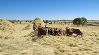 animal-products_a-galla_zef_1920x1080.png