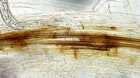 Molekulare-Phytomedizin_1920x1080.png