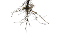 rhizosphäre_1920x1080.jpeg