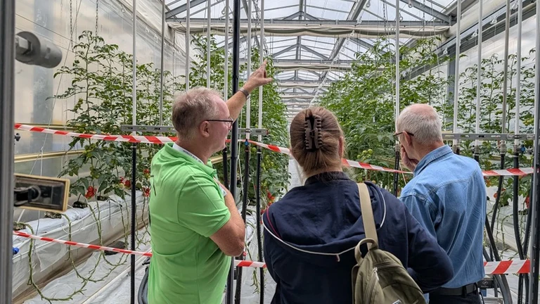 How can tomatoes be grown from substrate?