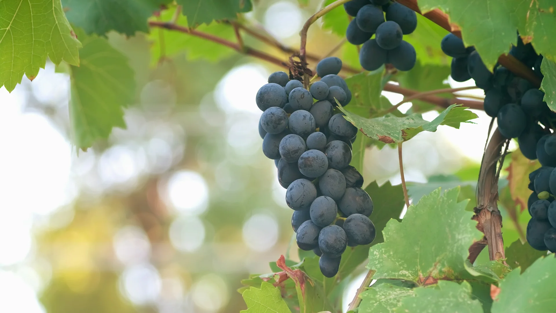 Grapes - symbol image